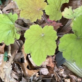 Photo of the plant species Foam Flower by @BloomingAlbo named Sigmund on Greg, the plant care app
