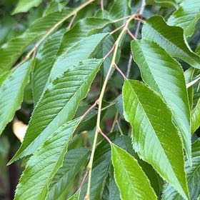 Photo of the plant species Sweet Cherry by @BloomingAlbo named Cleopatra on Greg, the plant care app