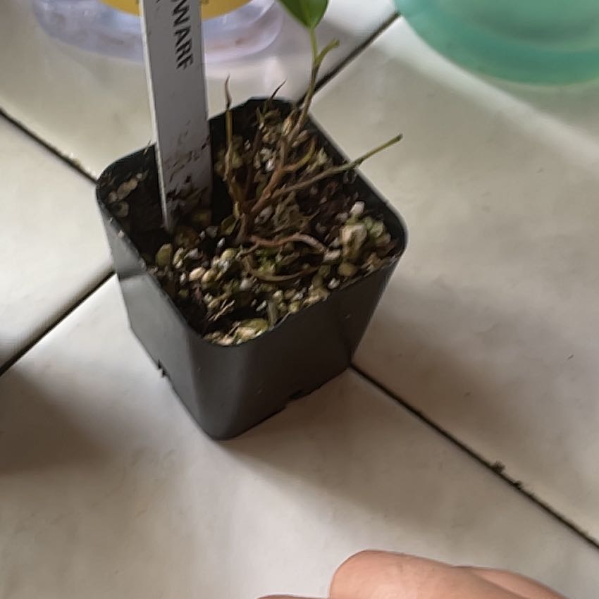 Photo of the plant species Dwarf Weeping Fig by @GoldenTigerpear named Robert Plant on Greg, the plant care app