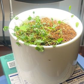 Photo of the plant species White Clover by @FlashyLightwood named Taylor Swift on Greg, the plant care app