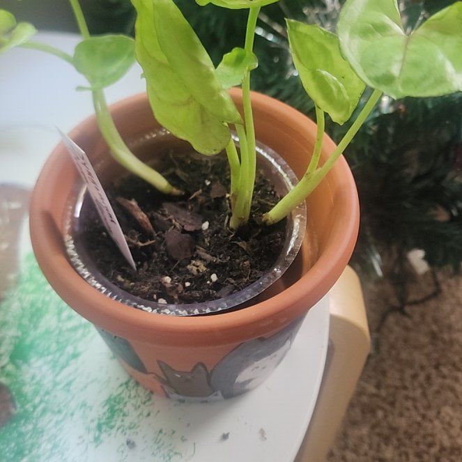 Photo of the plant species Syngonium cream alluison by @SweetTplants named Kesha on Greg, the plant care app
