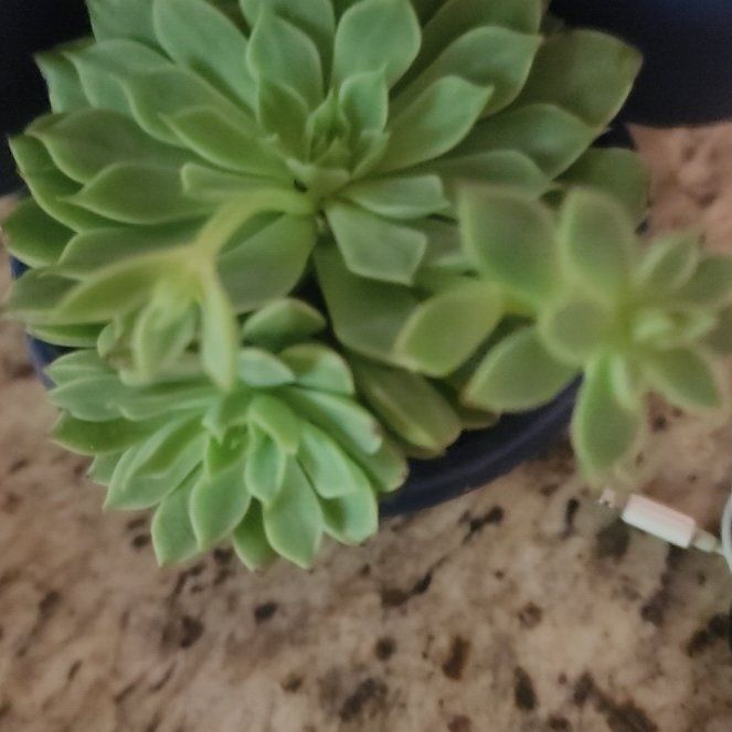 Photo of the plant species Bellum Altair by @SweetTplants named Bodhi on Greg, the plant care app