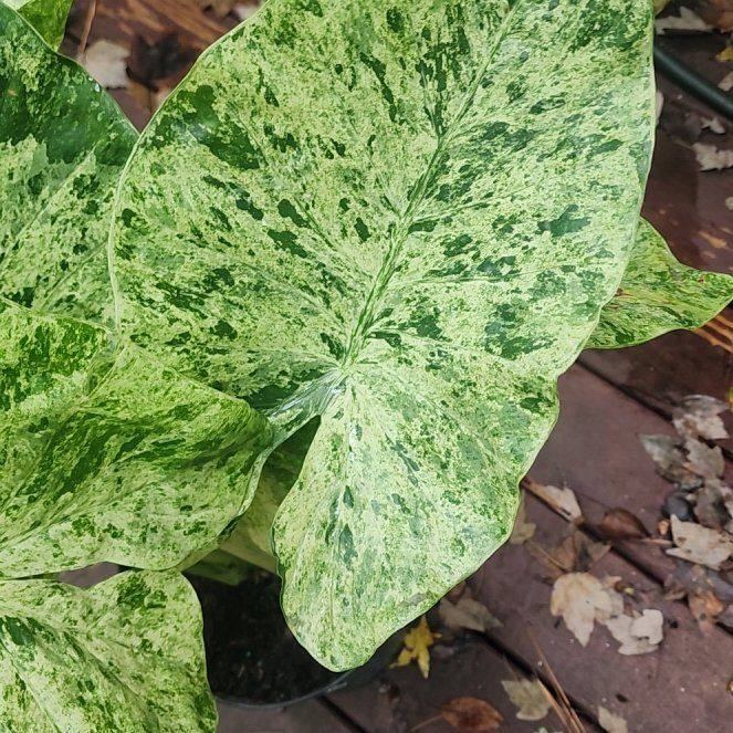 Photo of the plant species Alocasia Camo by @SweetTplants named Harper on Greg, the plant care app