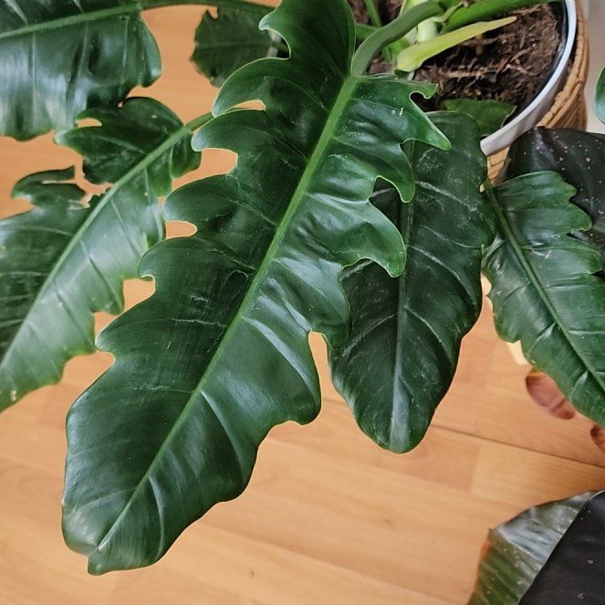 Photo of the plant species Philodendron Jungle Boogie by @SweetTplants named Sir Plancelot on Greg, the plant care app