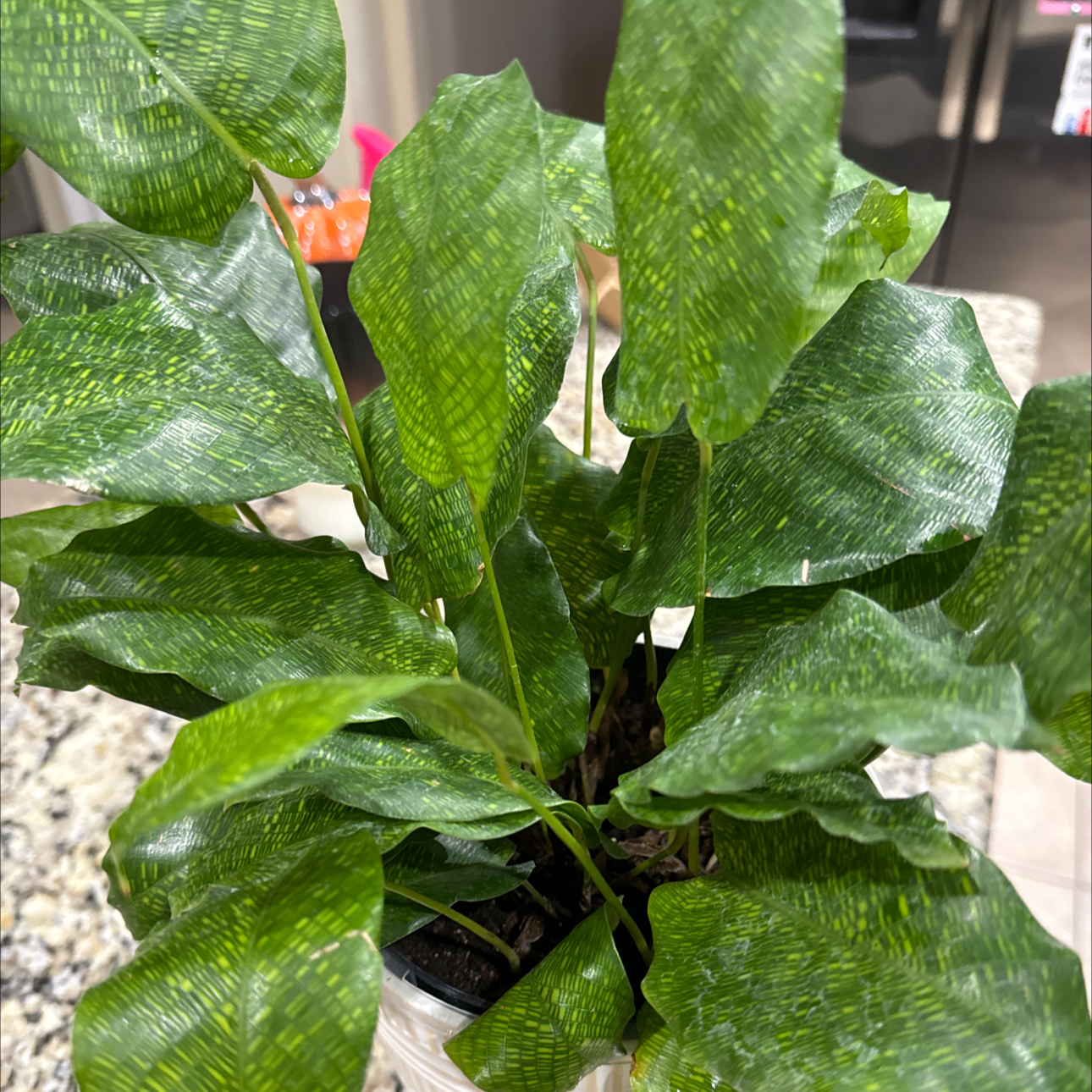 Photo of the plant species Calathea Network 'PP0005' by @SugarValleyoak named Kylie on Greg, the plant care app