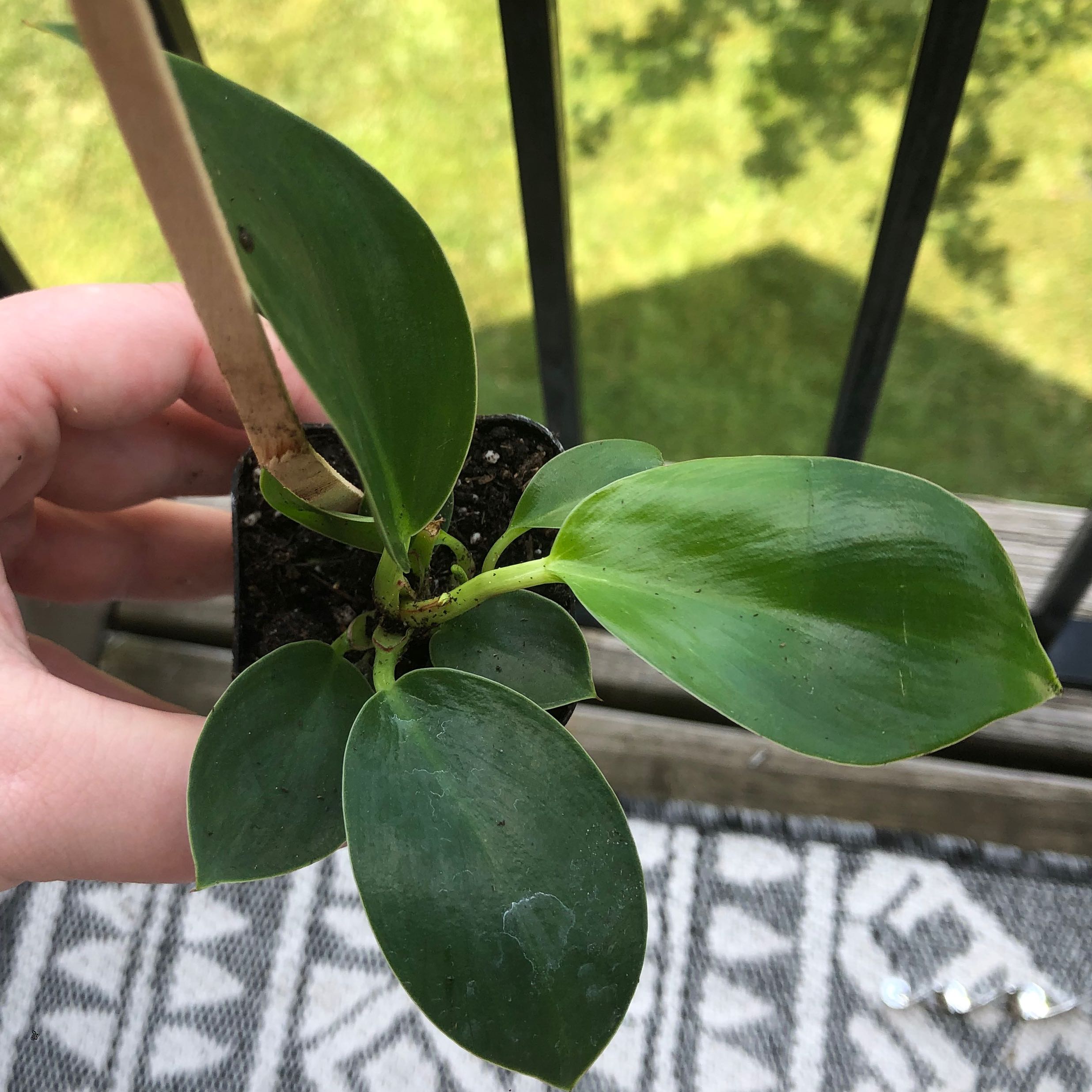 A healthy Green Princess plant with broad green leaves in a small pot, held by a hand.