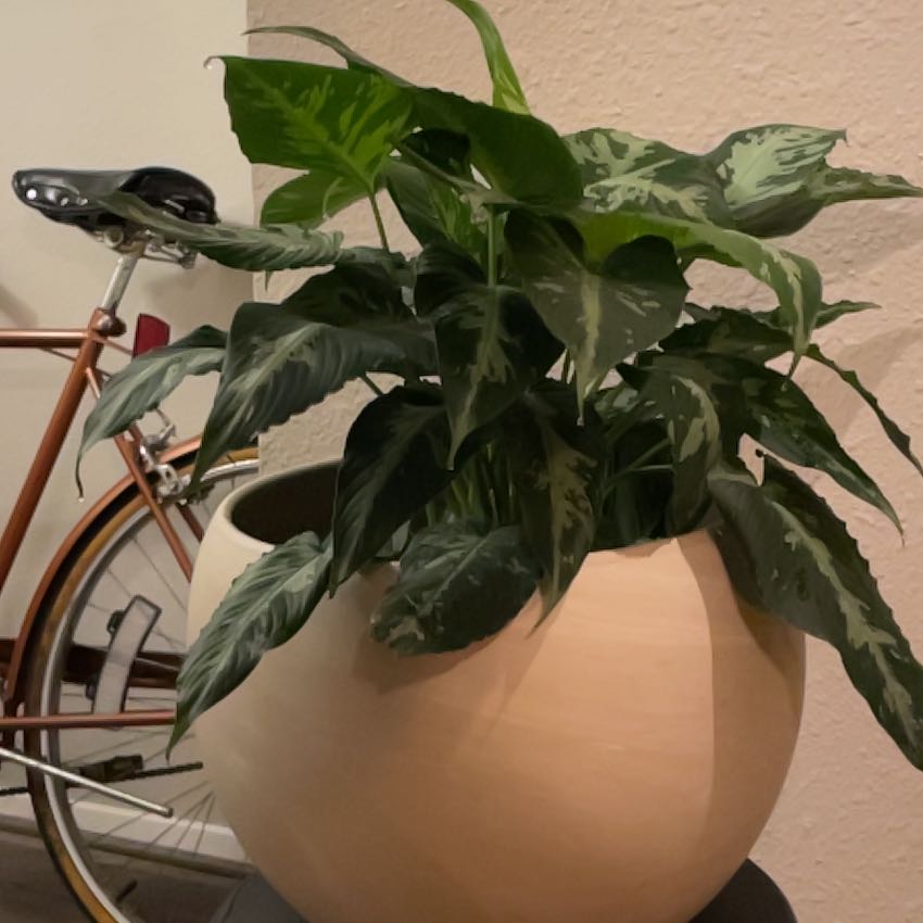 Photo of the plant species Schismatoglottis Sumatran Tiger by @TopAsianpear named Kendall on Greg, the plant care app