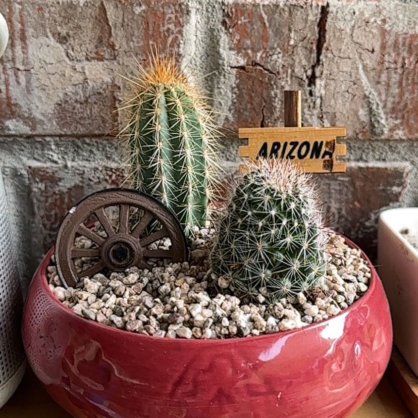 Two healthy pincushion cacti in a red pot with gravel, against a brick wall.