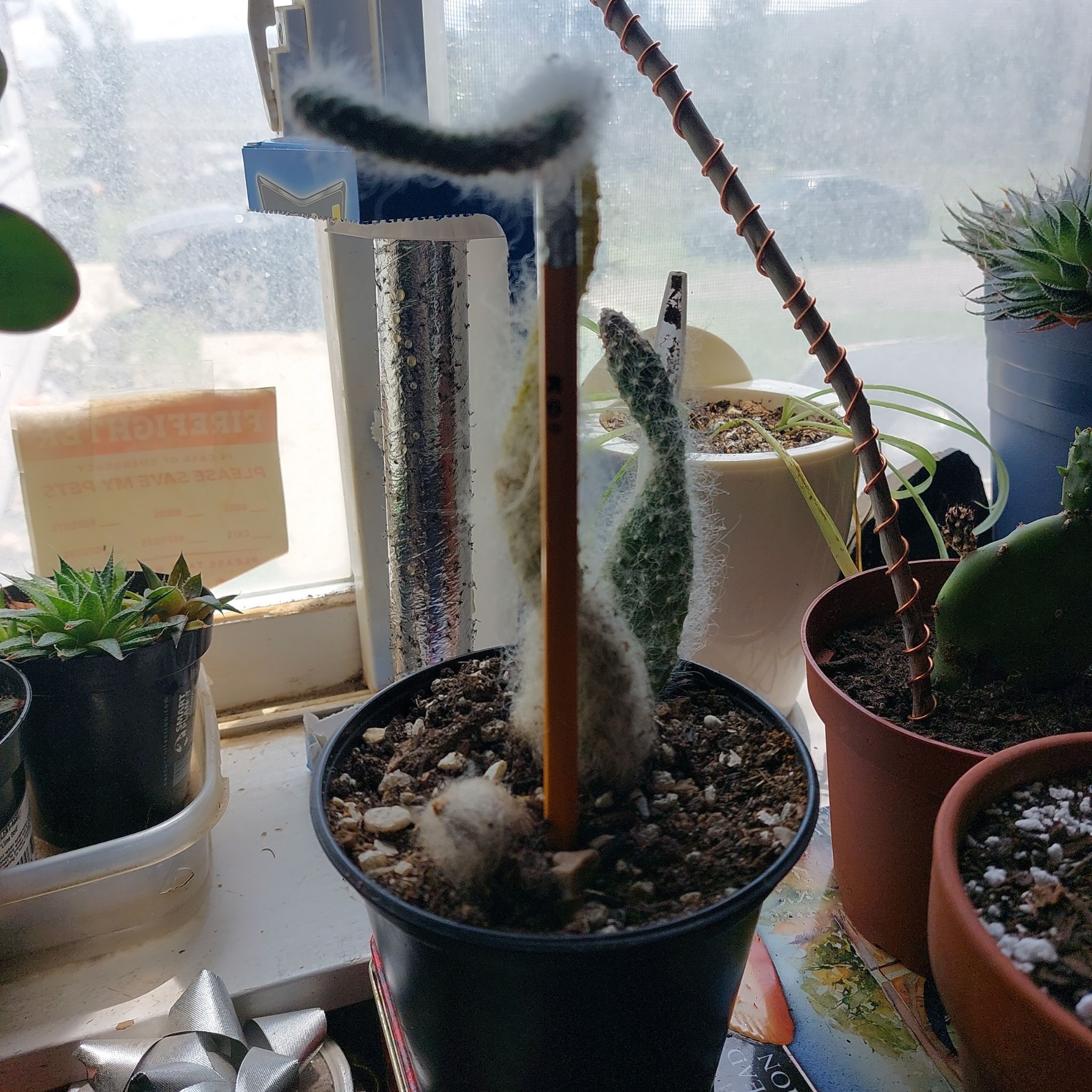 Potted Snow Prickly Pear cactus on a windowsill with visible soil and other plants nearby.