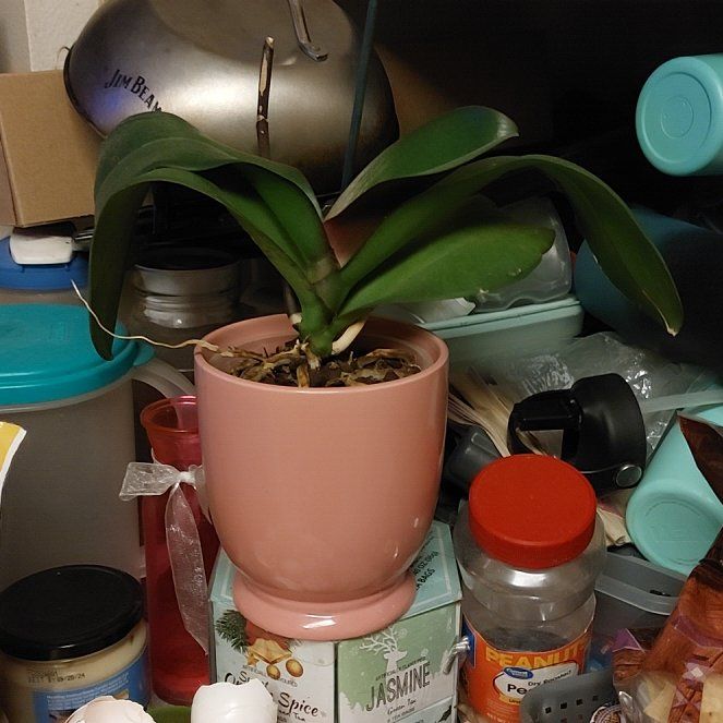 Photo of the plant species Orchid Tree by @MasterOlivetree named Orchie the Orchid on Greg, the plant care app