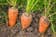 Calculate water needs of Baby Carrot
