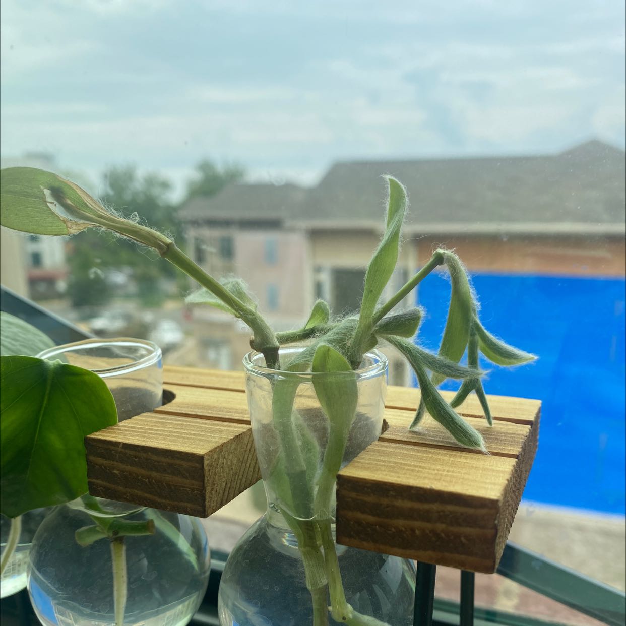 White Velvet plant with fuzzy leaves in a glass container with water near a window.