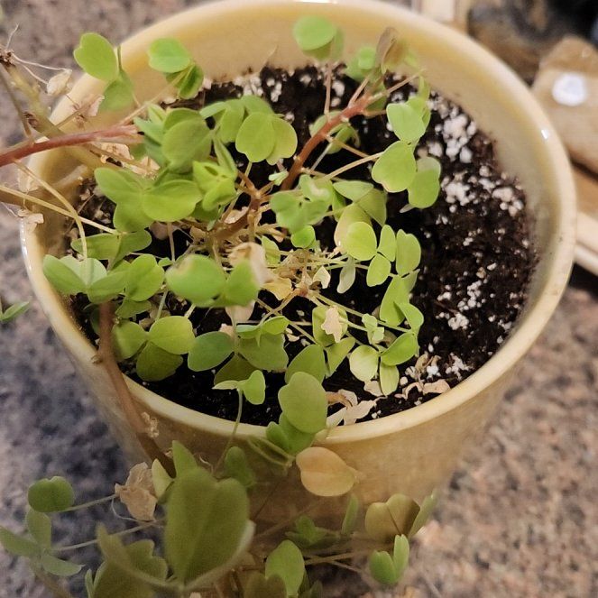 Photo of the plant species Golden Oxalis by @AssuredlyKale named Leaf Erickson on Greg, the plant care app