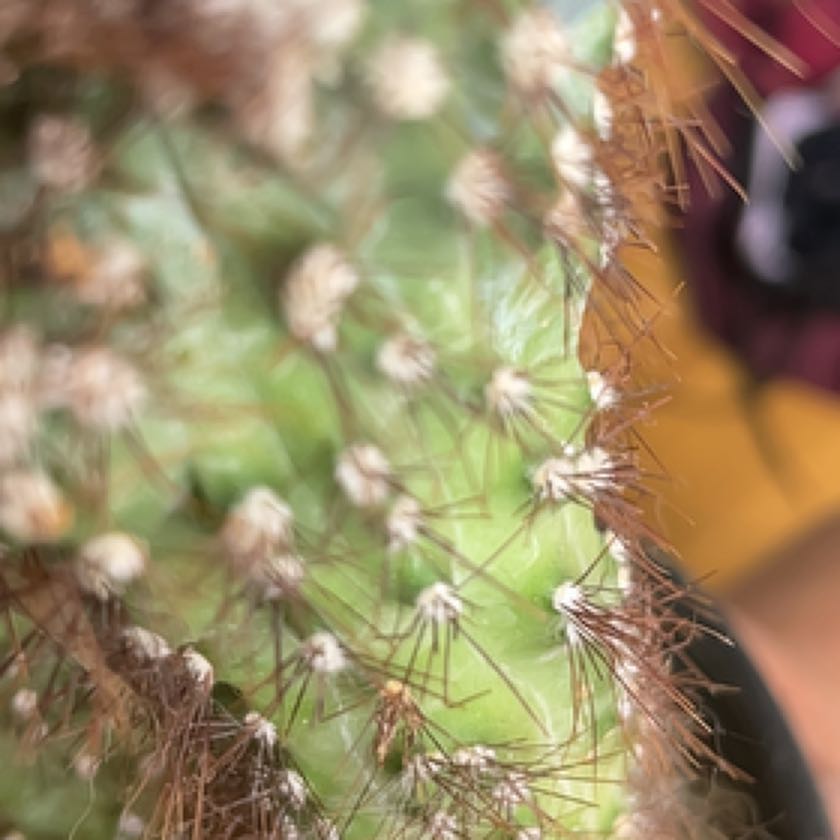 Plant care for Conophytum verrucosum on Greg, the plant care app