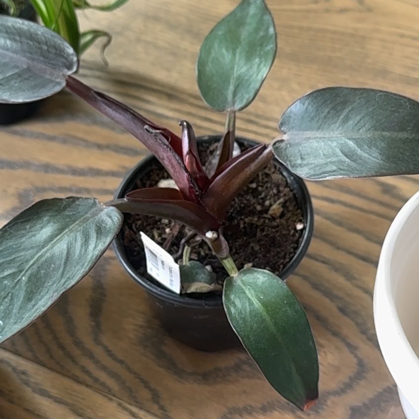 Philodendron Red Sun plant in a small pot with visible soil, healthy leaves, and no signs of disease.