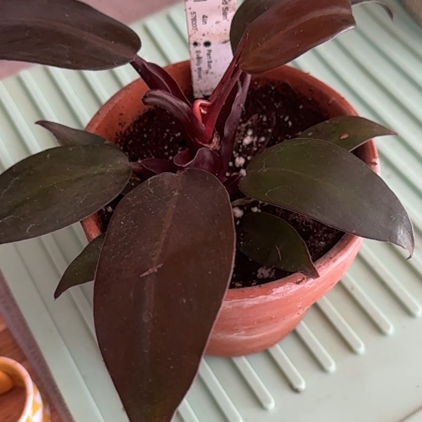 Philodendron Red Sun plant in a terracotta pot with dark green leaves.