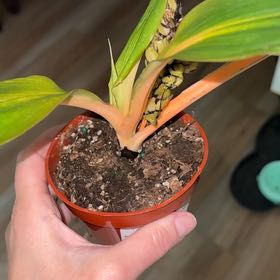 Photo of the plant species orange mandarin plant by @TastefulBlusher named Julius on Greg, the plant care app
