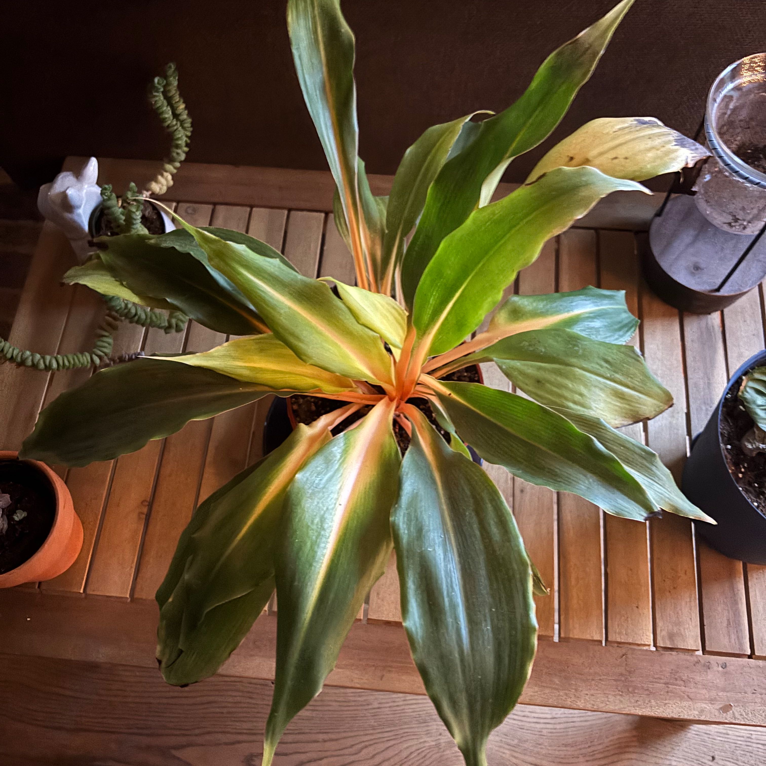 Photo of the plant species orange mandarin plant by @TastefulBlusher named Cutie on Greg, the plant care app