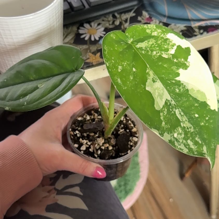 Photo of the plant species Variegated Chiapense by @TastefulBlusher named Cheechee on Greg, the plant care app