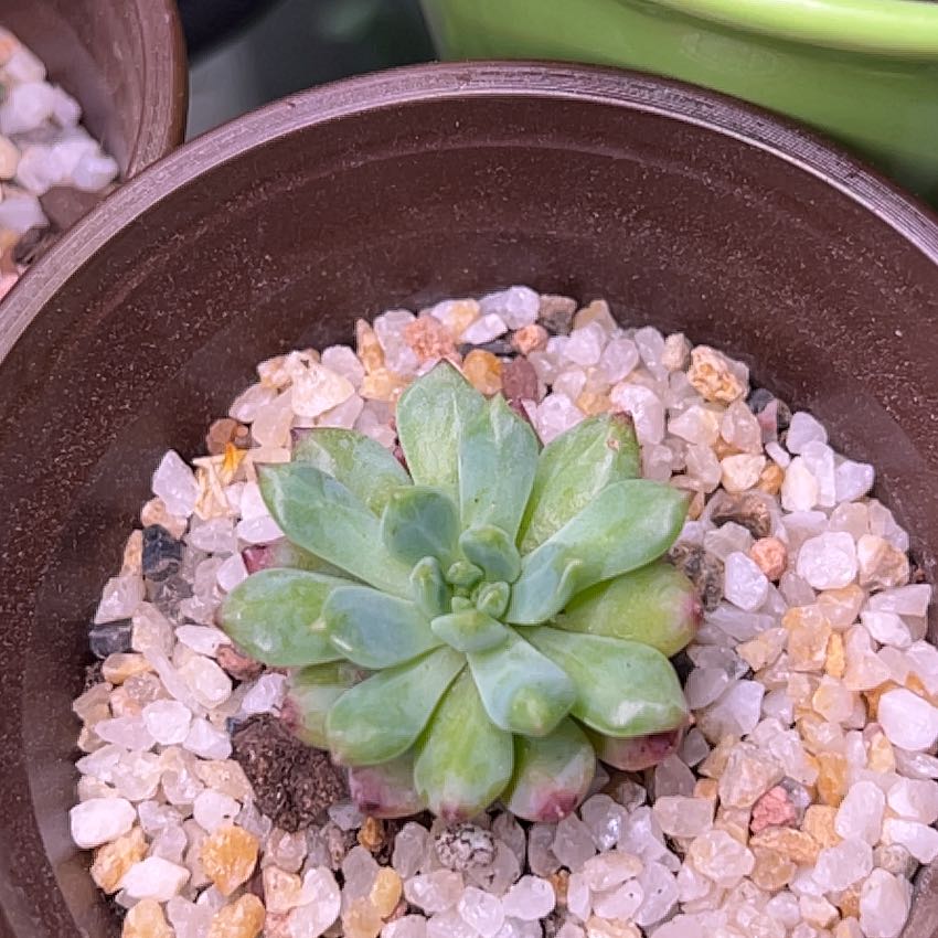 Sedeveria 'Blue Elf' succulent in a pot with gravel surface, healthy green leaves with pinkish tips.
