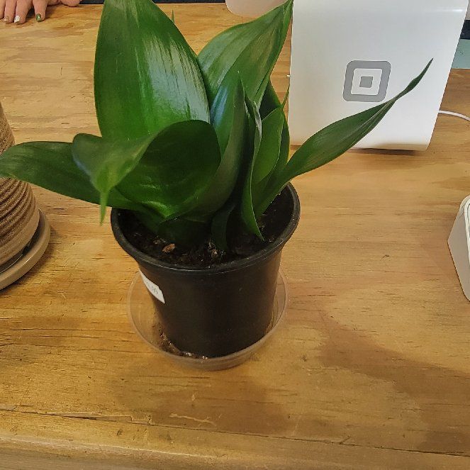 Photo of the plant species Bird's Nest Snake Plant by @ColossalGreen named Christy/Plunkett on Greg, the plant care app