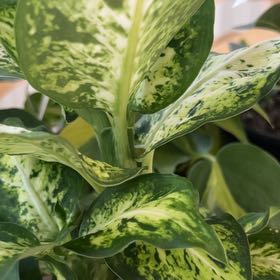 Photo of the plant species First Diamond Chinese Evergreen by @HotSmoothphlox named Foxxy on Greg, the plant care app