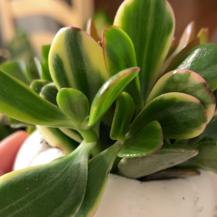 Close-up of a healthy Variegated Jade Plant with vibrant leaves.
