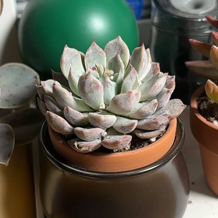 Photo of the plant species Echeveria Apus by @ActiveCaladium named Orwell on Greg, the plant care app