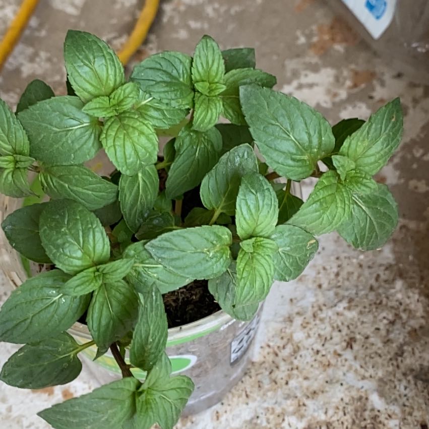 Healthy Watermint plant with vibrant green leaves in a pot.