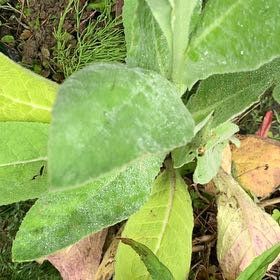 Photo of the plant species Woolly Butterflybush by @ContentCornbind named Robert Plant on Greg, the plant care app