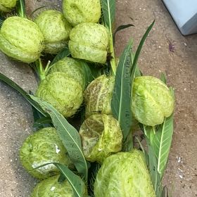 Photo of the plant species Gomphocarpus Physocarpus by @DinkumAjídulce named Gates on Greg, the plant care app