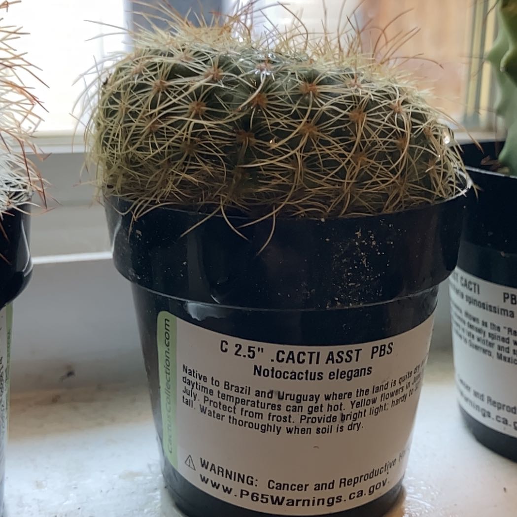 Photo of the plant species Notocactus elegans by @PeakLilac named Captain Plant-it on Greg, the plant care app