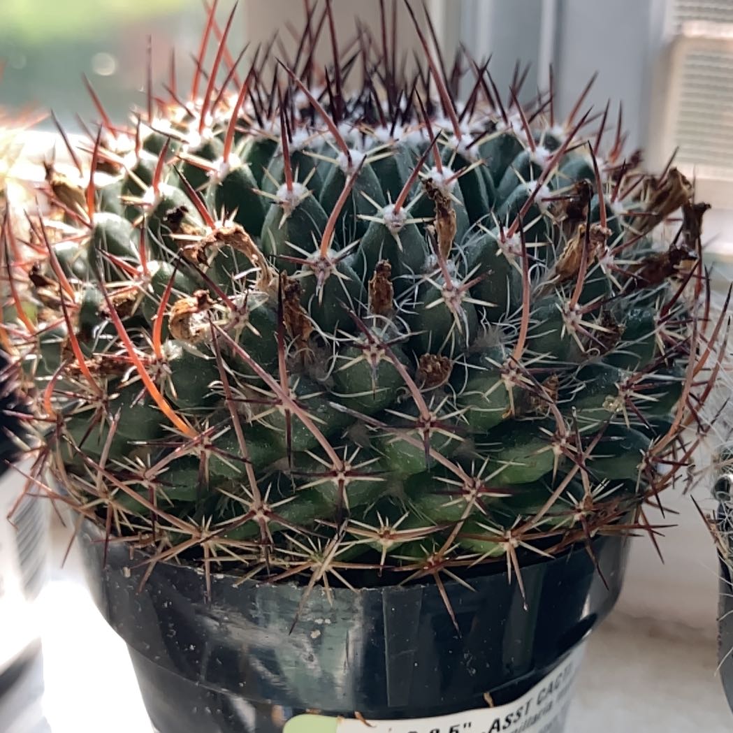 Cactus, likely Mammillaria mystax, with prominent spines and some browning tips in a pot.