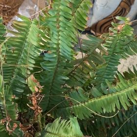Photo of the plant species Kimberly Queen Fern by @Neetsey named Leaf Erickson on Greg, the plant care app