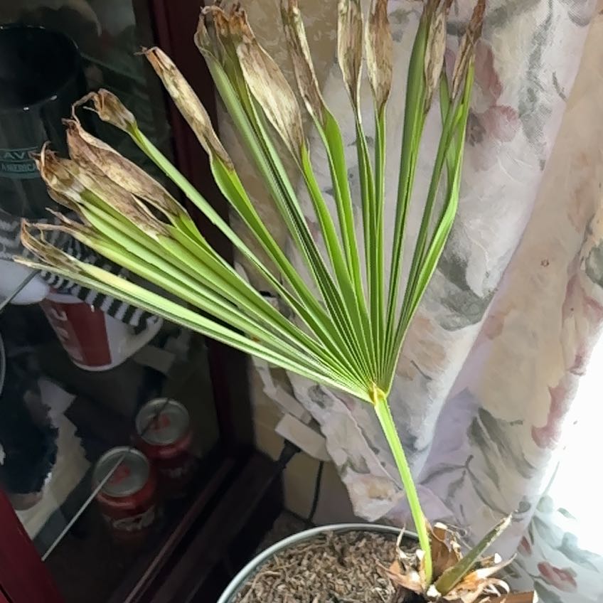 Photo of the plant species European Fan Palm by @Neetsey named Girlfrond on Greg, the plant care app