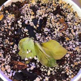 Photo of the plant species Aglaonema 'Tricolor' by @Neetsey named da Vinci on Greg, the plant care app