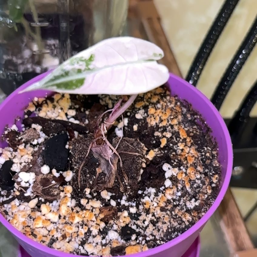 Photo of the plant species Alocasia Bambino Variegated Pink by @Neetsey named Khaleesi on Greg, the plant care app