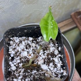 Photo of the plant species Alocasia Bambino Variegated Pink by @Neetsey named Mochi on Greg, the plant care app