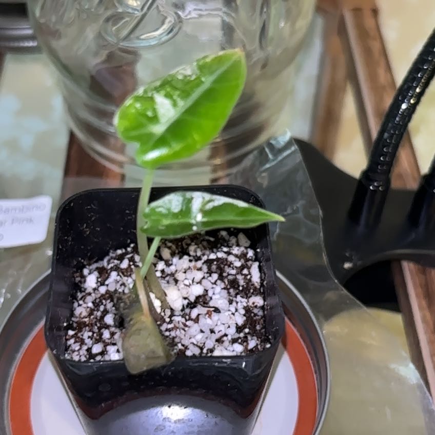 Photo of the plant species Alocasia Polly Variegated by @Neetsey named Bodhi on Greg, the plant care app