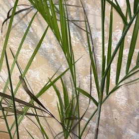 Photo of the plant species Syagrus Romanzoffiana by @Neetsey named Plato on Greg, the plant care app