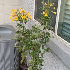 Photo of the plant species Yellow Bells by @ManyJuniper named Beyonce on Greg, the plant care app