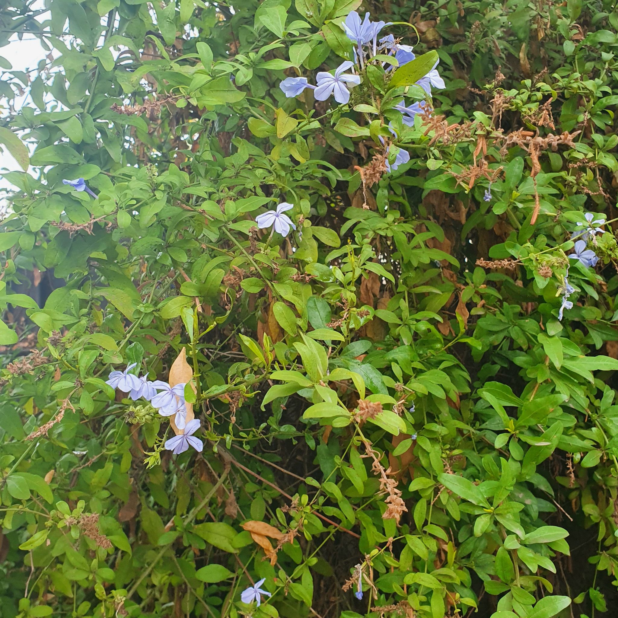 Blue Plumbago plant with green leaves and light blue flowers. Some leaves show browning.