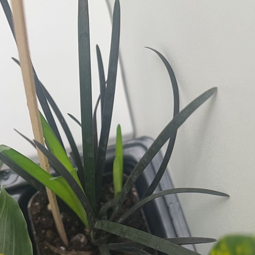 Photo of the plant species Spider Plant 'Variegatum’ by @LushFenugreek named Kesha on Greg, the plant care app