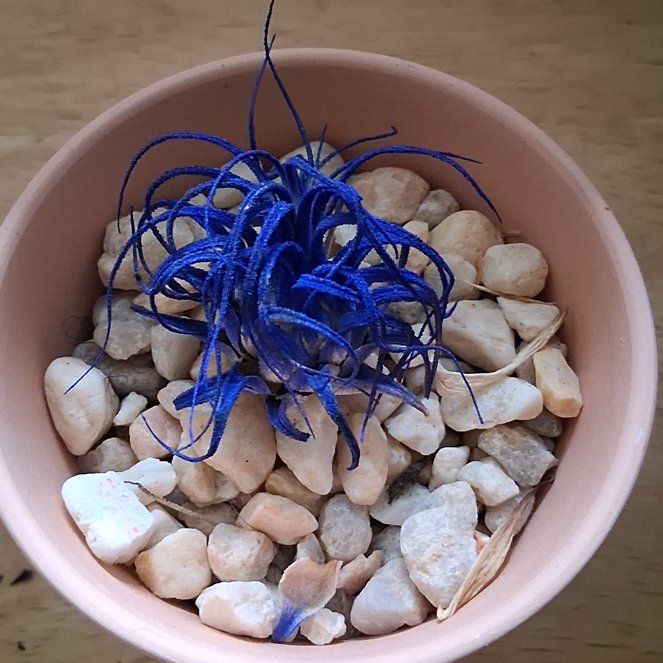 Photo of the plant species Goat's Horn Cactus by @WelsomeCashew named Foxxy on Greg, the plant care app