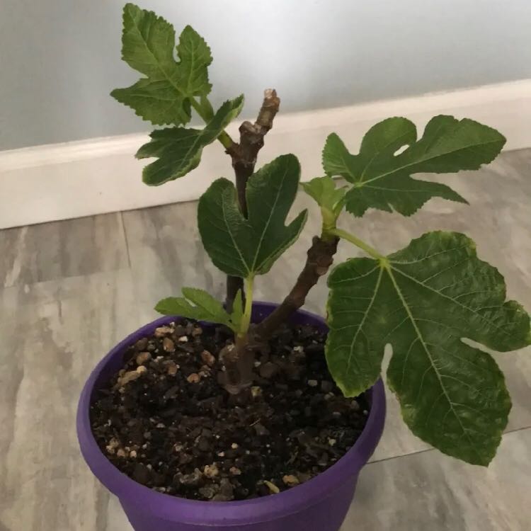 Photo of the plant species Panache Fig by @RedcarpetTule named Newton on Greg, the plant care app