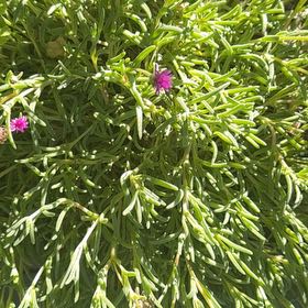 Photo of the plant species Purple Ice Plant by @TruthfulBeech named Prince on Greg, the plant care app
