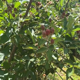 Photo of the plant species Rubus Allegheniensis by @TruthfulBeech named Xena on Greg, the plant care app