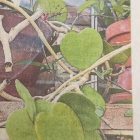 Photo of the plant species Navelwort by @StarHoyalisa named Walt on Greg, the plant care app