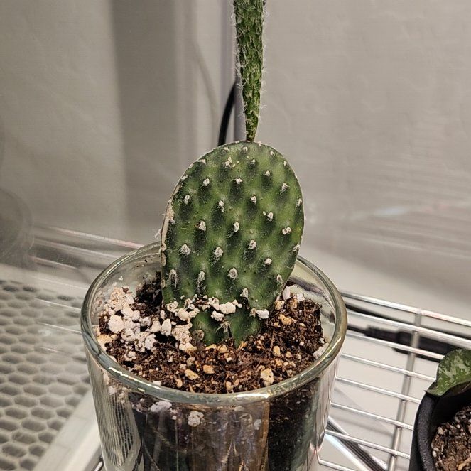 Photo of the plant species Arpon by @UpstandingLilac named Sahara on Greg, the plant care app