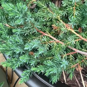 Photo of the plant species American Common Juniper by @CleverIvygourd named Apollo on Greg, the plant care app